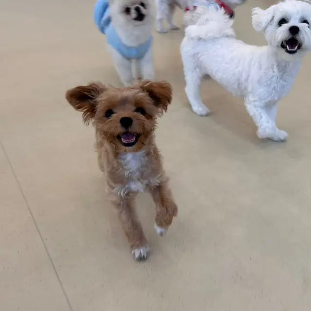 설탕이와 찹쌀이가 함께 행복해하며 모여 있는 따뜻한 순간이에요.