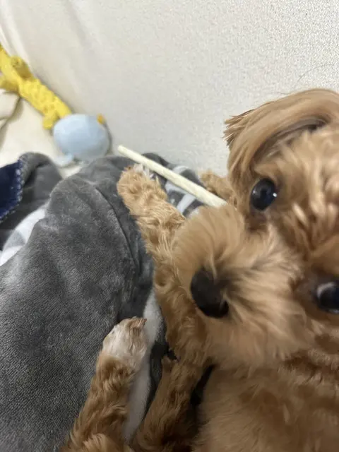 갈색 설탕이가 장난감들과 즐겁게 놀고 있는 모습이 참 사랑스럽네요.