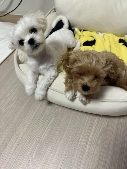 설탕이와 찹쌀이가 함께 포근한 침대에서 행복한 낮잠을 자고 있네요.