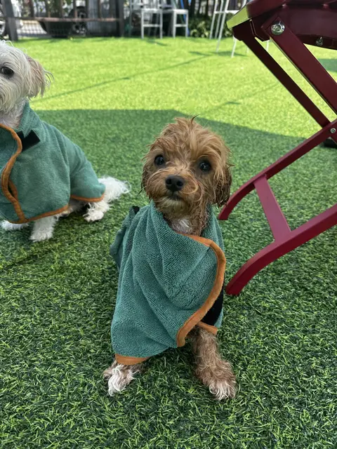 목욕 후 초록 수건가운을 두른 설탕이와 찹쌀이, 잔디 위에서 나란히 앉아 해맑게 카메라를 바라보는 중 🛁