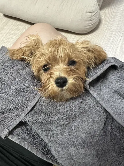 푹신한 담요 위에서 편히 쉬는 설탕이의 따뜻한 순간이 담겨있네요.
