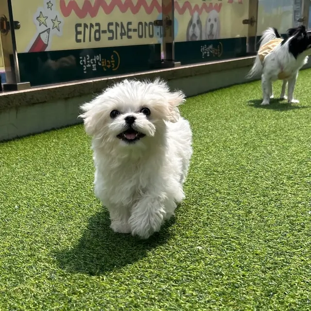 설탕이와 찹쌀이가 햇빛 아래 신나게 뛰어노는 모습이 참 사랑스러워요.