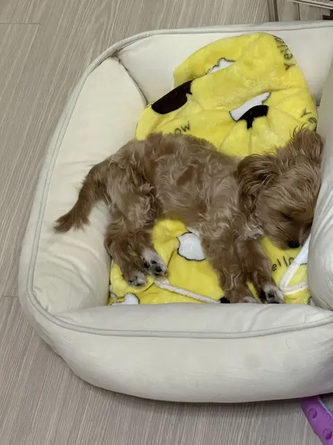 노란 담요 속에서 편히 쉬고 있는 설탕이의 소중한 낮잠 시간이네요.