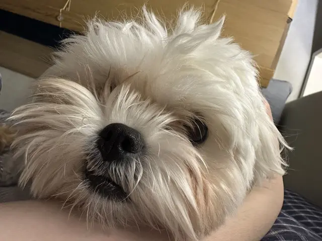 따뜻한 품에 안겨 편안하게 쉬는 찹쌀이의 행복한 모습입니다.
