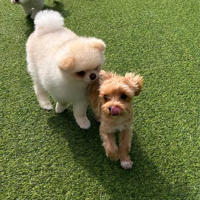 설탕이와 찹쌀이가 함께 산책을 나가 인공잔디 위에서 행복하게 보내는 따뜻한 시간이에요.