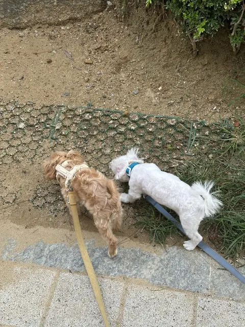 두 친구가 손을 맞잡고 함께하는 산책, 정말 사랑스러워요.
