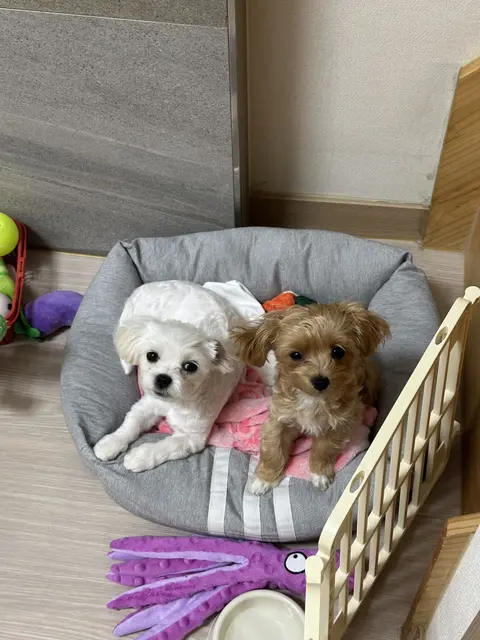 우리의 귀여운 두 친구가 따뜻한 침대에서 나란히 쉬고 있는 행복한 순간이에요.