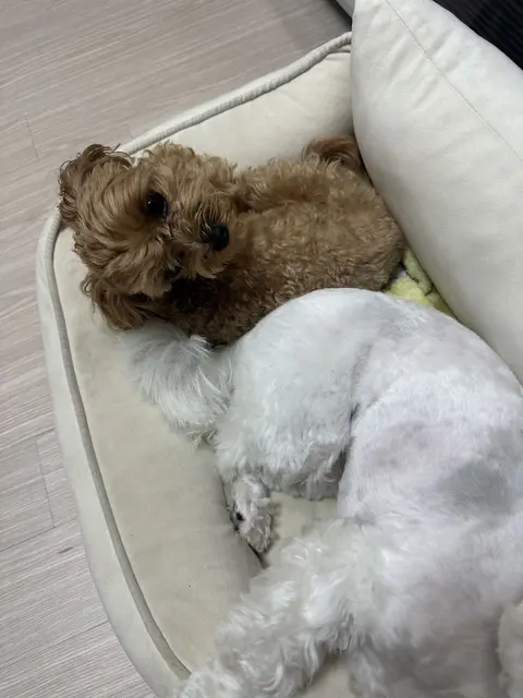 설탕이와 찹쌀이가 함께 포근한 침대에서 행복하게 낮잠을 즐기고 있어요.
