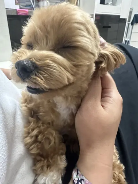 목욕 후 팔에 안긴 우리 아기, 정말 사랑스러워요.
