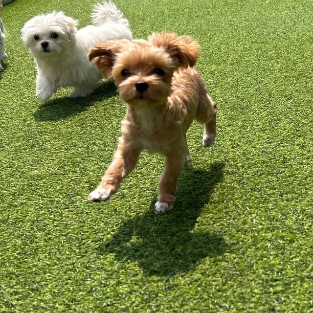 설탕이와 찹쌀이가 함께 풀밭에서 행복하게 뛰어다니는 모습이 참 사랑스러워요.