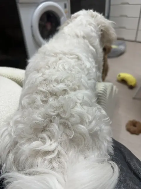 흰색 찹쌀이가 장난감과 간식 사이에서 신나게 활동하고 있네요!