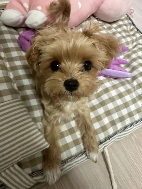 설탕이가 침대 위에서 따뜻한 한낮을 즐기고 있어요.