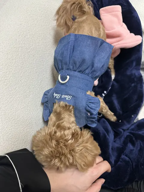 갈색 털 설탕이가 파란 옷을 곱게 입고 따뜻한 품에 안겨 있네요.