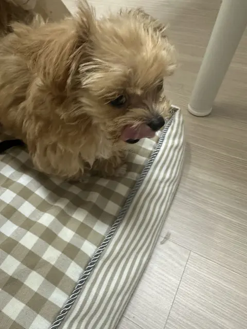맛있는 간식을 기다리며 행복한 표정으로 자리에 앉아있는 사랑스러운 순간