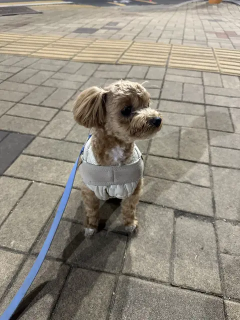 산책 옷을 입고 명랑하게 하루를 시작하는 귀여운 모습이 정말 사랑스럽네요.