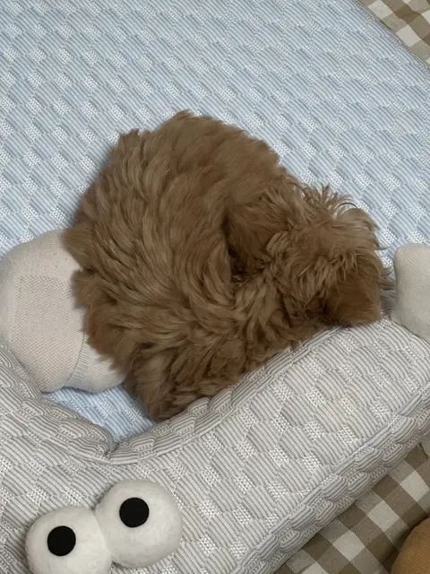 설탕이가 침대에서 편히 자고 있는 모습이 참 사랑스럽네요.