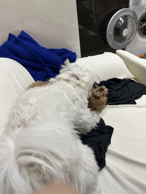 침대에서 편안하게 휴식 중인 찹쌀이의 소중한 낮잠 시간이에요.