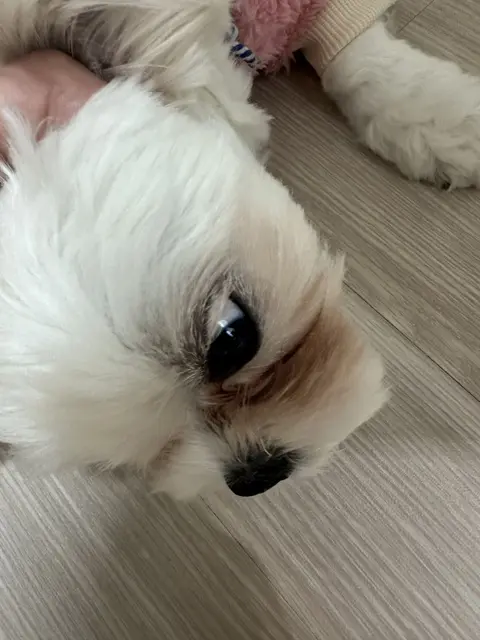 찹쌀이가 편안한 마음으로 낮잠을 자고 있네요, 행복한 시간이에요.