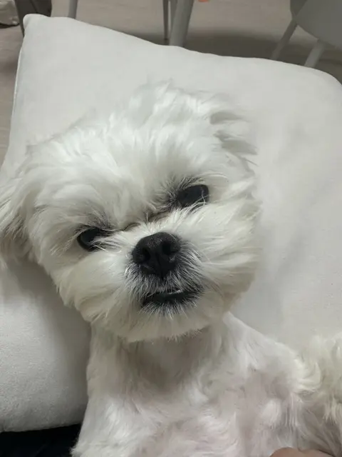 하얀 털의 찹쌀이가 포근한 베개 위에서 편안하게 눈을 감고 쉬고 있어요.