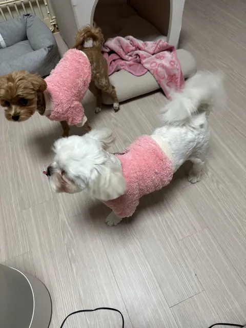 목욕을 마친 사랑스러운 아이들이 핑크색 수건에 감싸져 포근하게 쉬고 있네요.