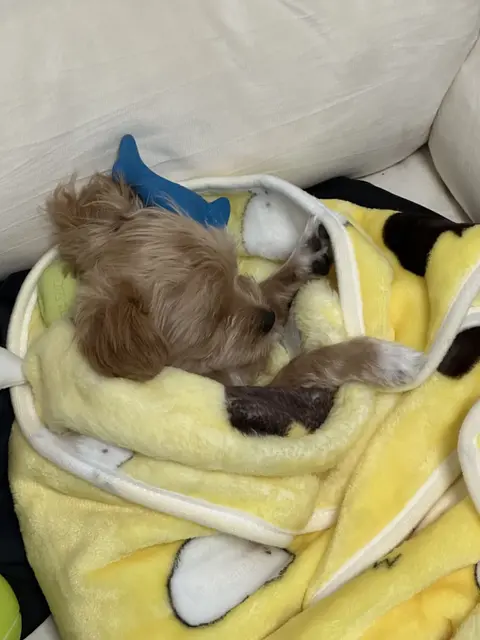 설탕이가 노란 담요에 따뜻하게 싸여 장난감과 함께 편안한 낮잠을 즐기고 있네요