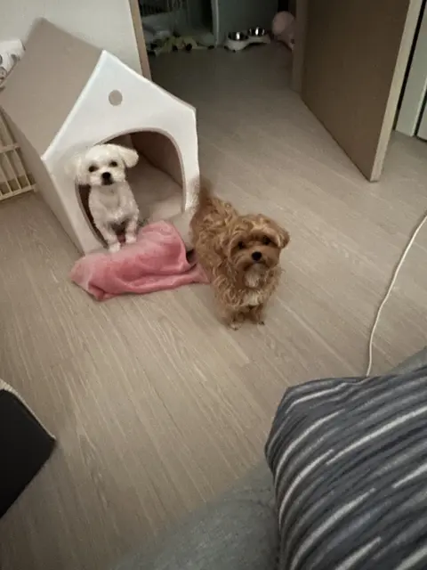 설탕이와 찹쌀이가 편안한 하우스 안에서 따뜻한 담요 옆에 모여 있네요.