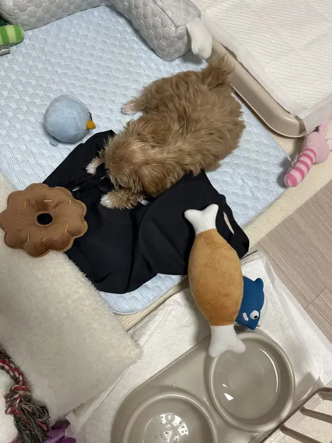 설탕이가 사랑하는 장난감들 사이에서 행복해 보여요.