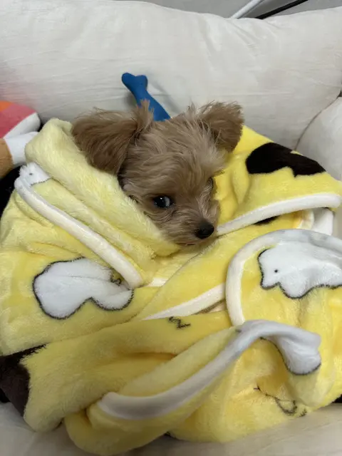 설탕이가 따뜻한 담요 속에서 편안한 표정으로 쉬고 있어요.