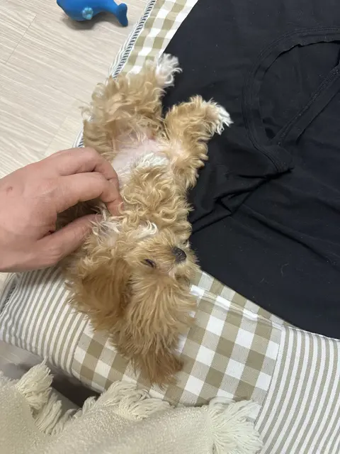누군가의 따뜻한 팔 안에서 마음껏 사랑받는 설탕이의 행복한 순간입니다.