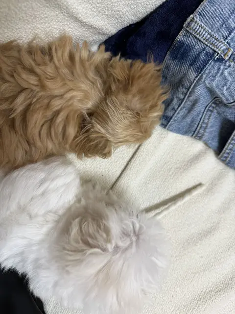 설탕이와 찹쌀이가 함께 무릎 위에서 따뜻한 시간을 보내고 있네요.