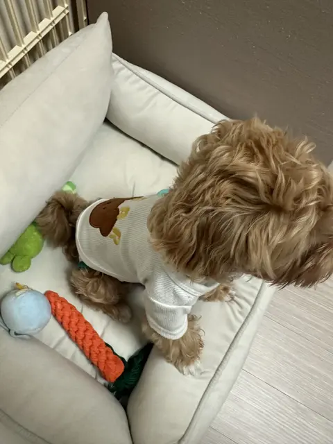 부드러운 침대에서 장난감들과 함께 행복한 시간을 보내는 사랑스러운 순간이에요.