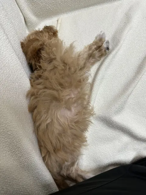 갈색과 흰색이 어우러진 예쁜 털빛으로 포근한 침대 위에서 편안하게 낮잠을 즐기고 있네요.