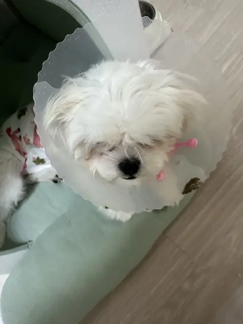 하얀 목도리처럼 수건을 두르고 있는 찹쌀이의 천진난만한 표정이 정말 사랑스러워요.