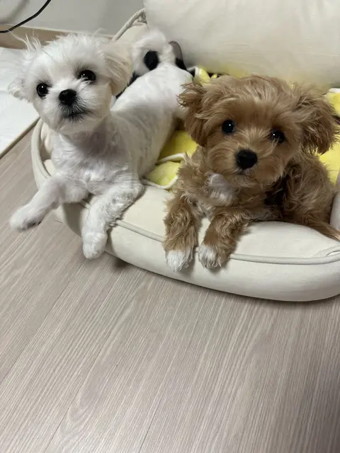 쿠션에 나란히 앉아 편안한 시간을 함께하는 예쁜 두 친구들의 모습이에요.