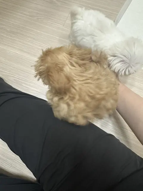 설탕이와 찹쌀이가 함께 따뜻한 품속에서 편안하게 쉬고 있는 소중한 순간이에요.