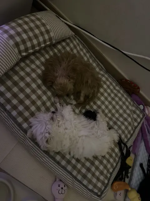 설탕이와 찹쌀이가 함께 누워 따뜻한 낮잠을 자고 있네요.