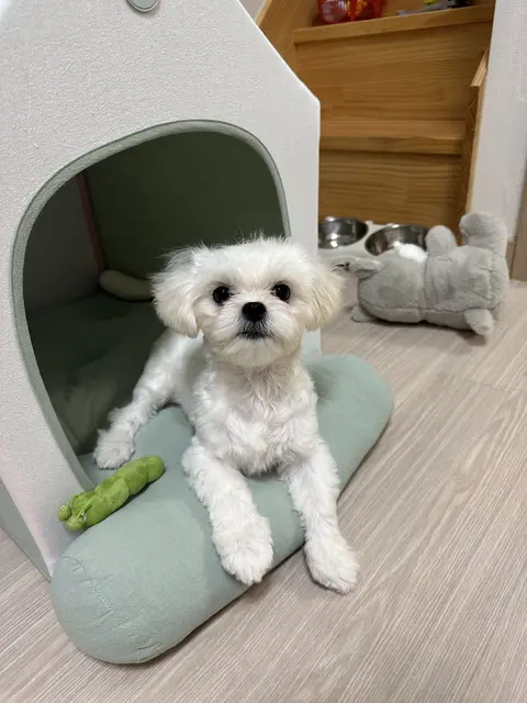 찹쌀이가 편한 의자에서 장난감과 함께 행복한 시간을 보내고 있어요