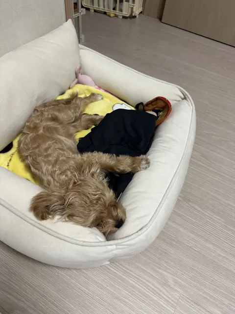 침대에서 포근하게 쉬고 있는 설탕이의 달콤한 낮잠 시간이네요.