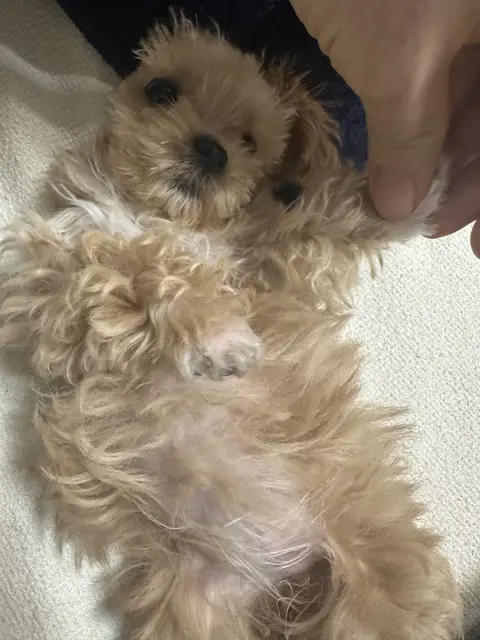 따뜻한 품에 안겨 행복한 하루를 보내는 설탕이의 소중한 순간이에요.