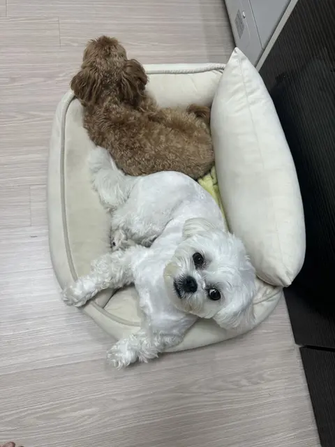 설탕이와 찹쌀이가 나란히 쿠션에서 편히 쉬고 있어요.