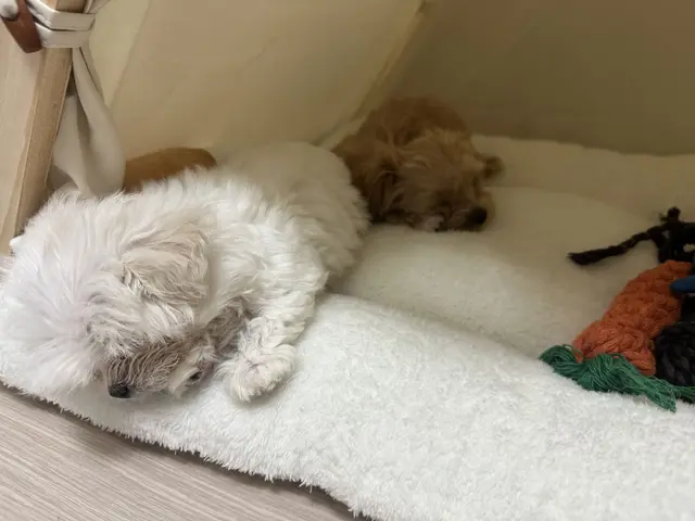 설탕이와 찹쌀이가 함께 나란히 눕어 따뜻한 낮잠을 자고 있네요.