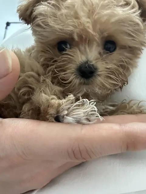 새끼 설탕이의 반짝이는 눈, 손가락 위 첫 만남의 따뜻한 순간
