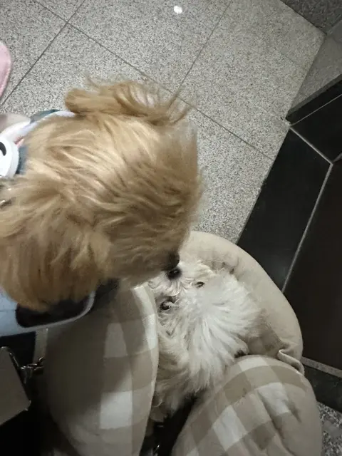 설탕이와 찹쌀이가 함께 졸고 있는 모습이 정말 사랑스럽네요.
