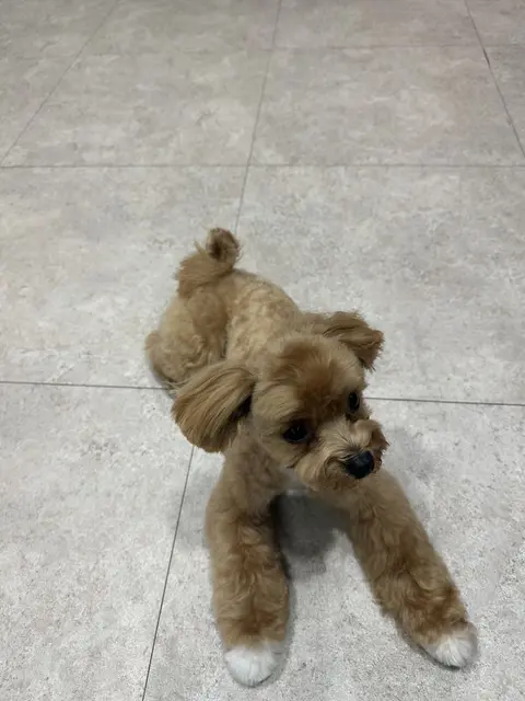 산책 후 편안해 보이는 설탕이가 휴식을 취하고 있네요.