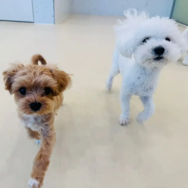 함께 산책을 나가는 설탕이와 찹쌀이의 모습이 정말 사랑스럽네요.