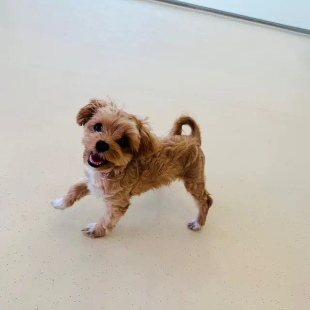 설탕이가 행복하게 산책하며 밝은 미소를 지어요.