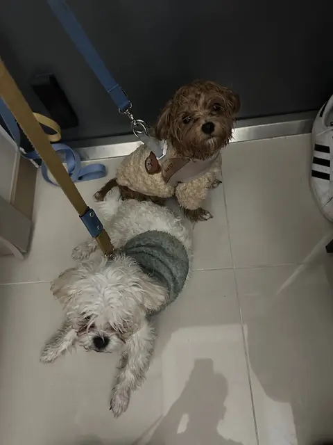 목줄을 매고 산책 준비를 한 두 친구의 귀여운 모습이에요.