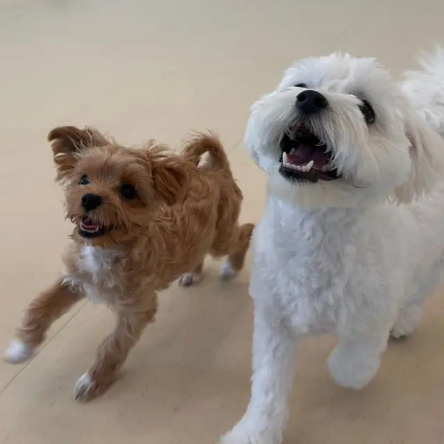 설탕이와 찹쌀이가 함께하는 신나는 순간, 서로 다른 털색이 어울리는 귀여운 친구들이에요!