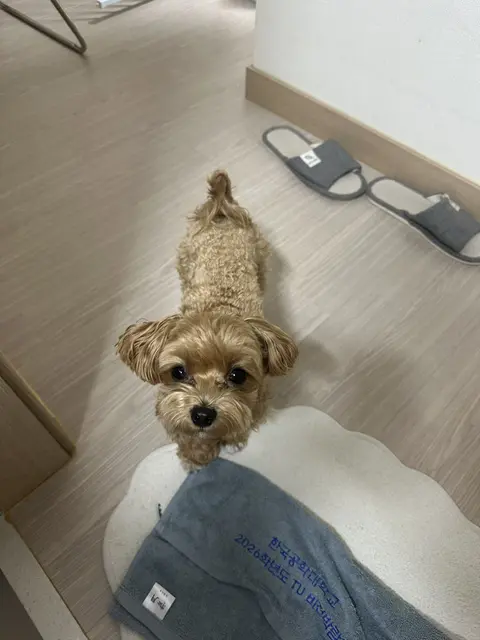 사랑스러운 갈색 말티푸가 주인의 무릎에서 편안함을 느끼고 있어요.