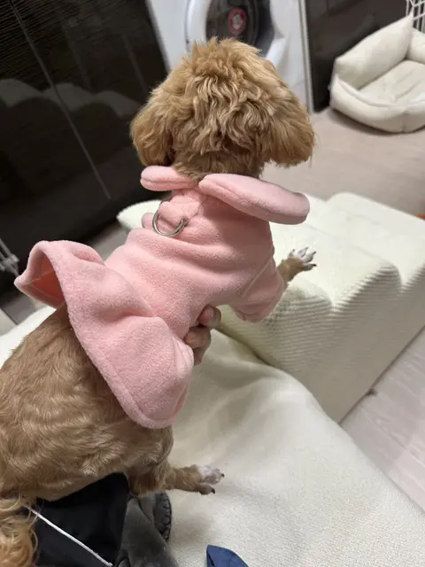 설탕이가 분홍 옷을 입고 따뜻한 사랑으로 감싸인 모습이 정말 사랑스럽네요.
